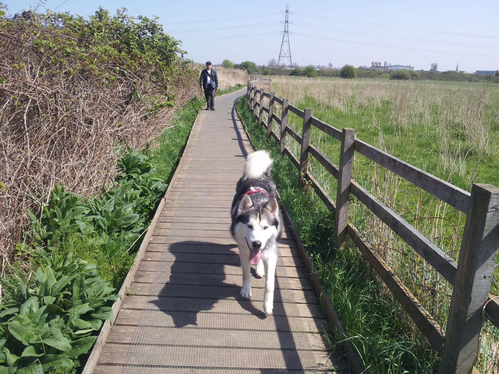 Walthamstow Marshes